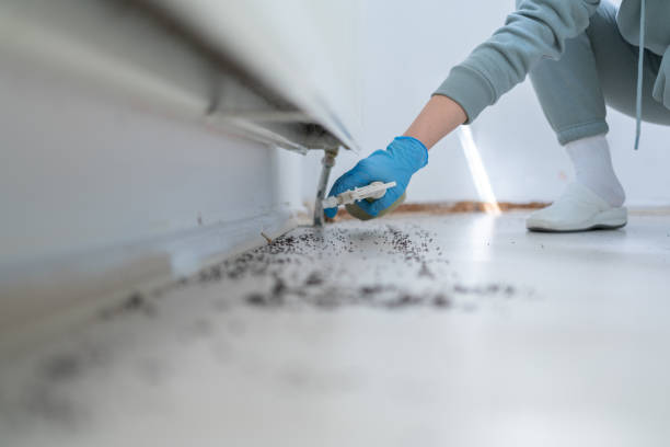 Wasp Removal Services in Batavia, NY